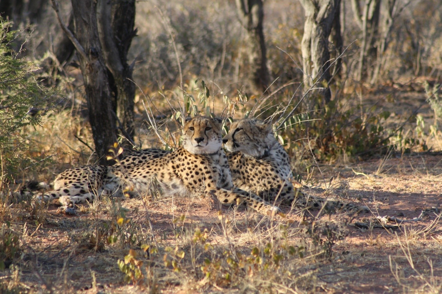 Africat