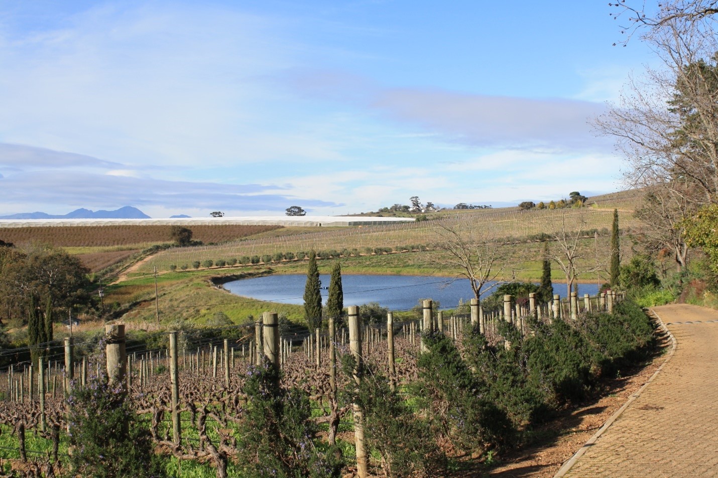 South Africa Winelands