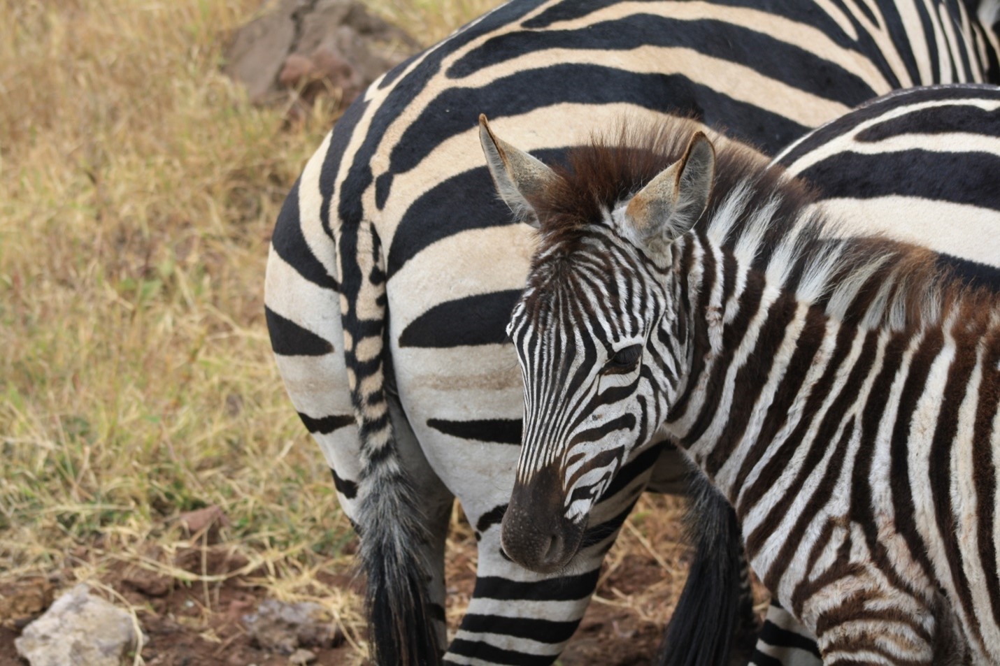 Ngorongoro