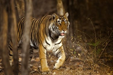 Ranthambore