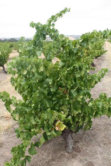 Barossa Valley, Australia