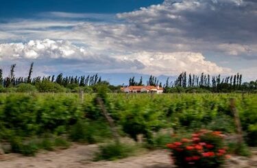 Cafayate Wine Tour